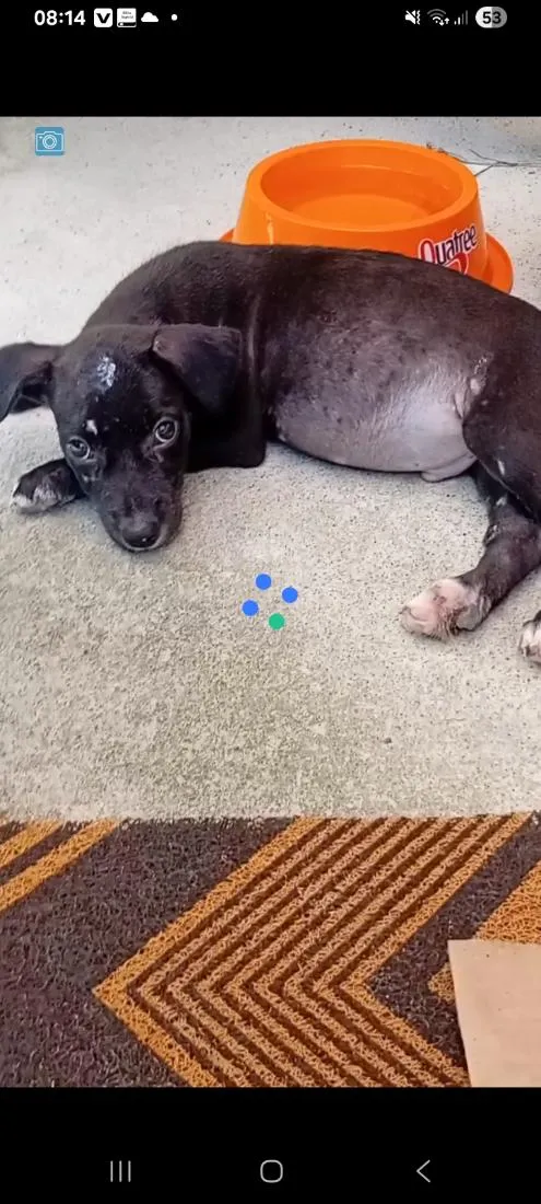 Cachorro raça SRD-ViraLata idade 2 a 6 meses nome Bob 