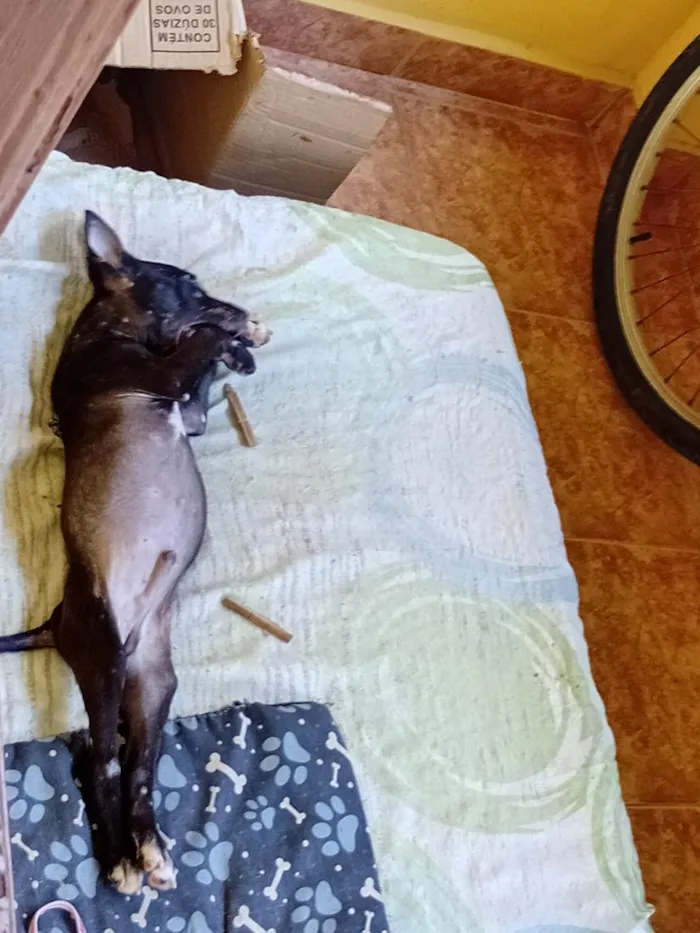 Cachorro raça SRD-ViraLata idade 2 a 6 meses nome Bob 
