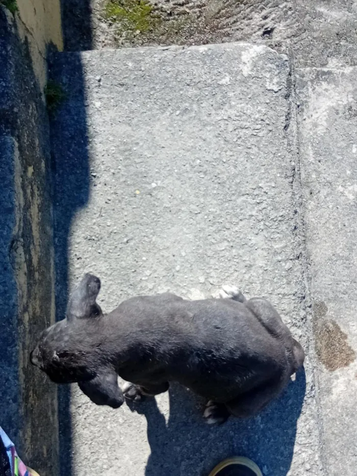 Cachorro raça SRD-ViraLata idade 2 a 6 meses nome Bob 