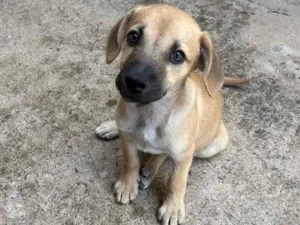 Cachorro raça SRD-ViraLata idade Abaixo de 2 meses nome Faísca e Fumaça 