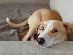 Cachorro raça SRD-ViraLata idade 2 a 6 meses nome .