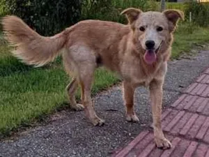 Cachorro raça SRD-ViraLata idade 1 ano nome Galego