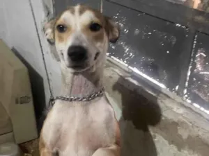 Cachorro raça SRD-ViraLata idade 1 ano nome Maria