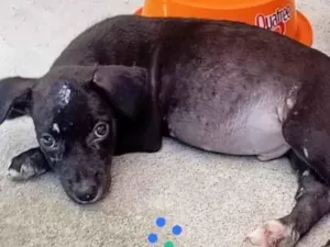 Cachorro raça SRD-ViraLata idade 2 a 6 meses nome Bob 