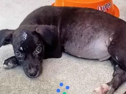 Cachorro raça SRD-ViraLata idade 2 a 6 meses nome Bob 