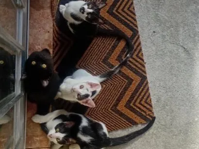 Gato raça SRD-ViraLata idade 2 a 6 meses nome Max, teddy  ,Maggie e princesa