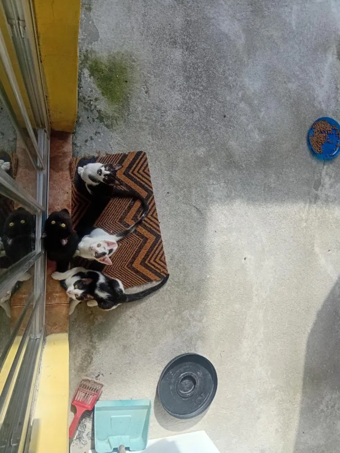 Gato raça SRD-ViraLata idade 2 a 6 meses nome Max, teddy  ,Maggie e princesa