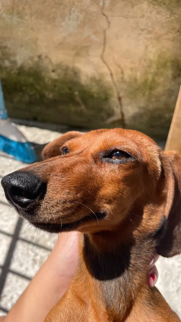 Cachorro raça Basset-Cofap idade 2 a 6 meses nome Tony