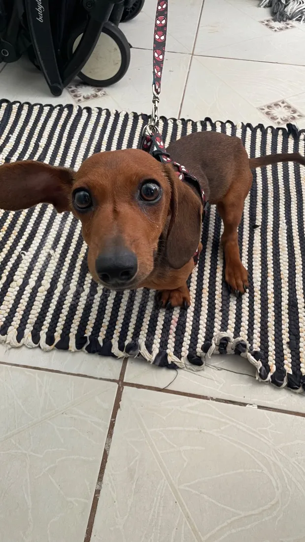 Cachorro raça Basset-Cofap idade 2 a 6 meses nome Tony