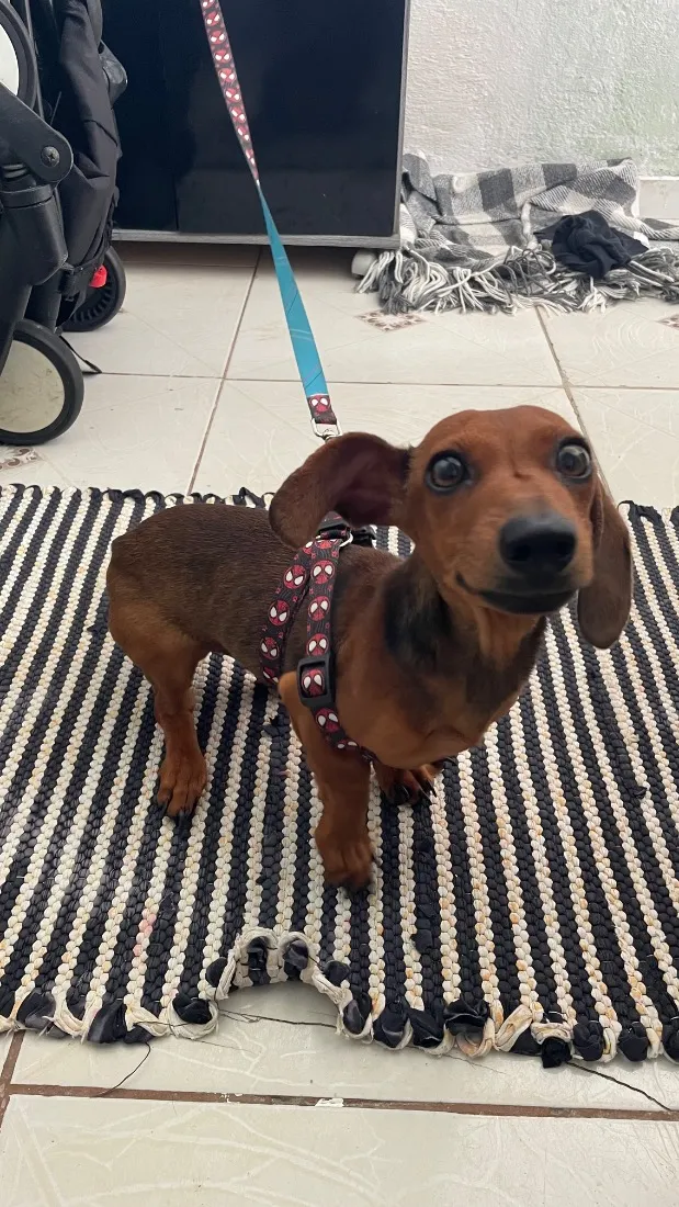 Cachorro raça Basset-Cofap idade 2 a 6 meses nome Tony