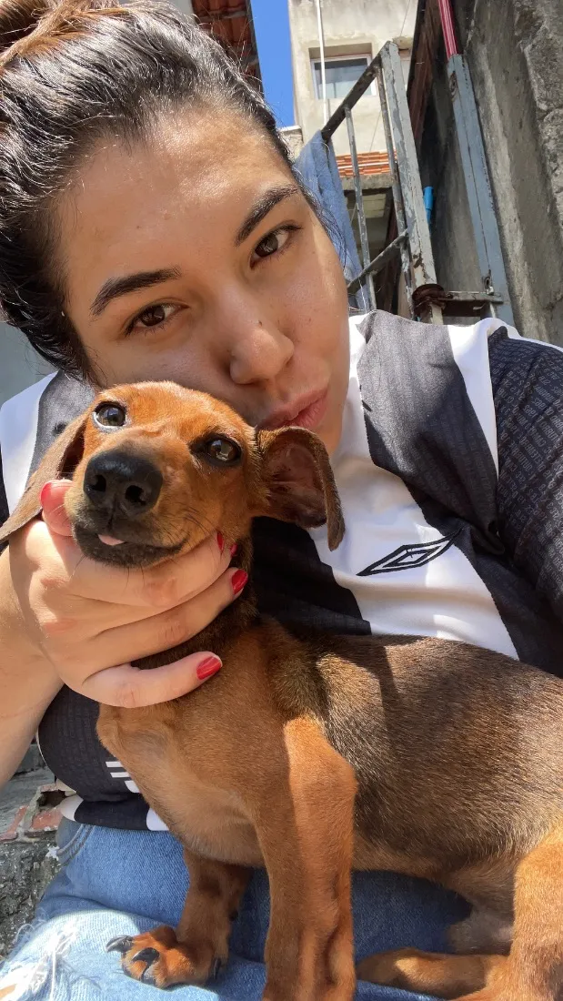 Cachorro raça Basset-Cofap idade 2 a 6 meses nome Tony