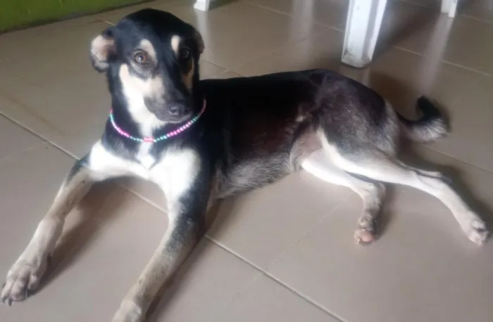 Cachorro raça SRD-ViraLata idade 2 anos nome Pretinha 