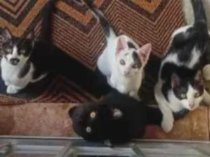 Gato raça SRD-ViraLata idade 2 a 6 meses nome Max, teddy  ,Maggie e princesa