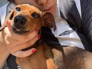 Cachorro raça Basset-Cofap idade 2 a 6 meses nome Tony