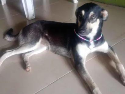 Cachorro raça SRD-ViraLata idade 2 anos nome Pretinha 