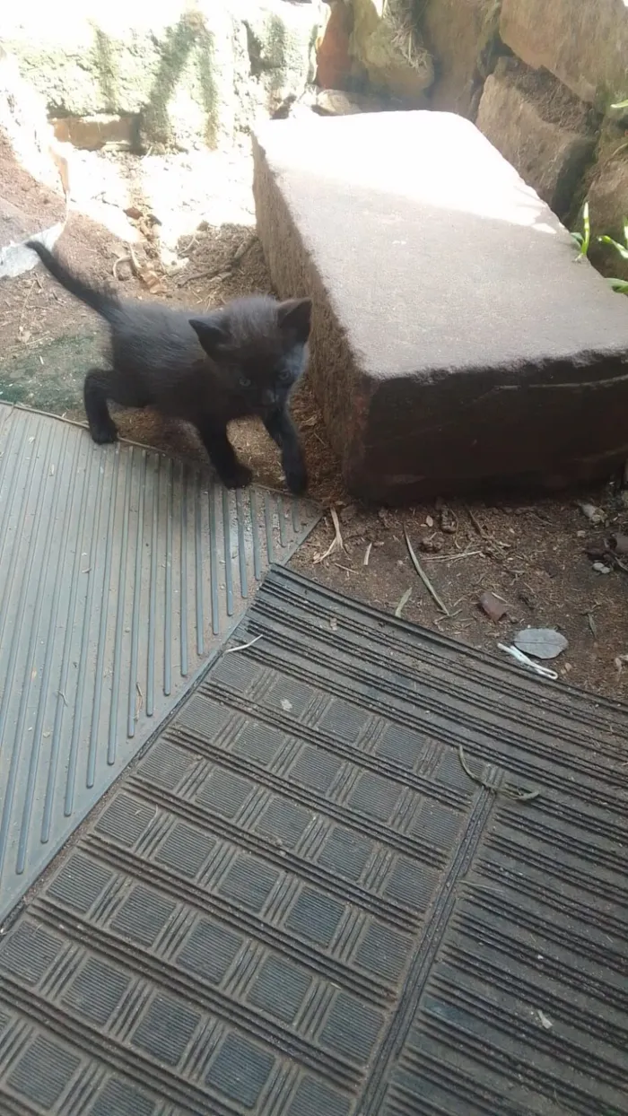 Gato raça SRD-ViraLata idade Abaixo de 2 meses nome panterinha 