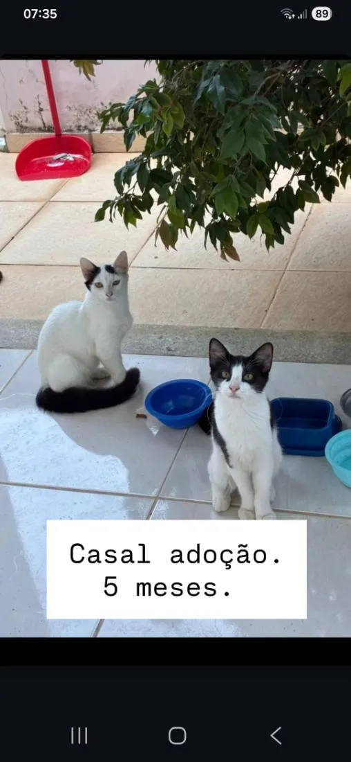 Gato raça SRD-ViraLata idade 2 a 6 meses nome sem nomes ainda. 