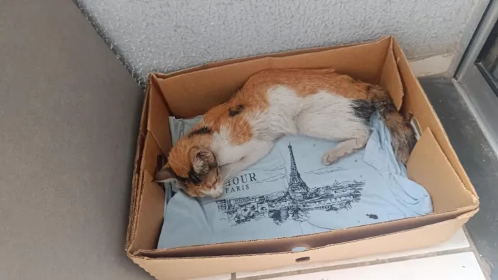 Gato raça SRD-ViraLata idade 2 a 6 meses nome Mira