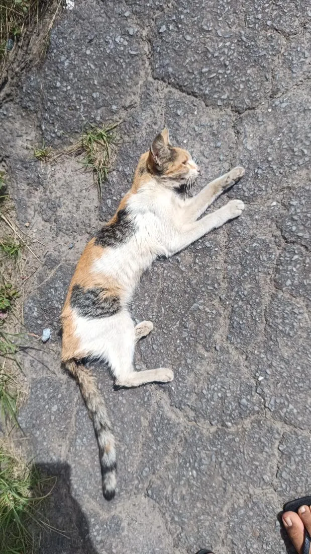 Gato raça SRD-ViraLata idade 2 a 6 meses nome Mira