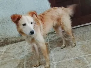 Cachorro raça SRD-ViraLata idade 7 a 11 meses nome Hulk