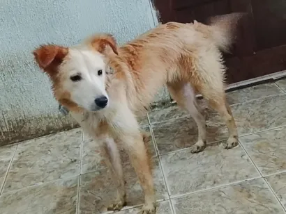 Cachorro raça SRD-ViraLata idade 7 a 11 meses nome Hulk