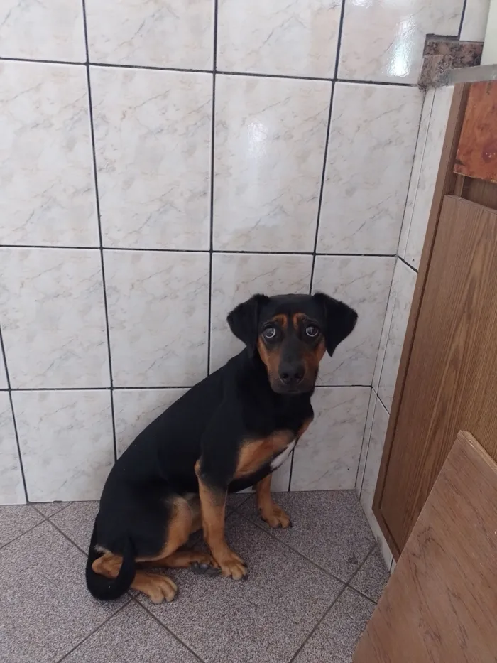 Cachorro raça SRD-ViraLata idade 1 ano nome lili