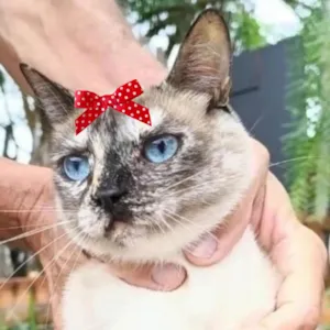 Gato raça SRD-ViraLata idade 7 a 11 meses nome Maisa 