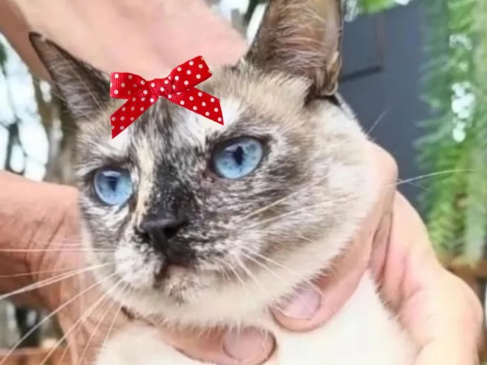 Gato raça SRD-ViraLata idade 7 a 11 meses nome Maisa 