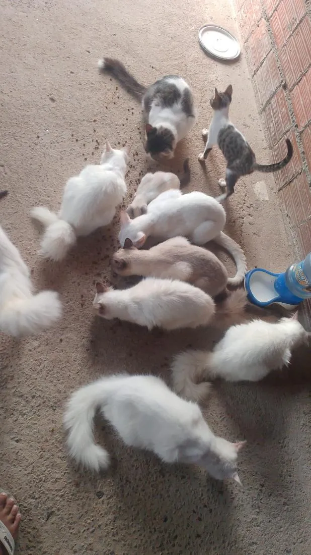 Gato raça SRD-ViraLata idade 2 a 6 meses nome não tem nomes 