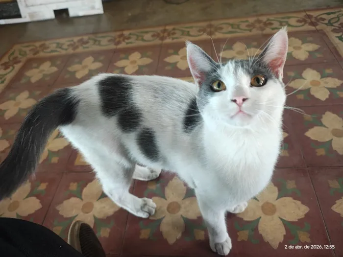 Gato raça SRD-ViraLata idade 1 ano nome não foi dado nome 