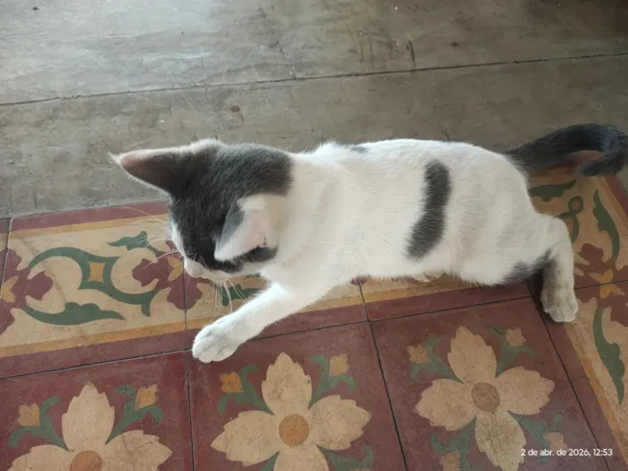 Gato raça SRD-ViraLata idade 1 ano nome não foi dado nome 