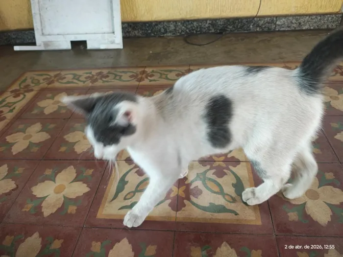 Gato raça SRD-ViraLata idade 1 ano nome não foi dado nome 