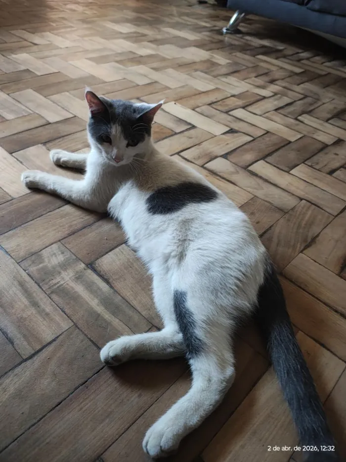 Gato raça SRD-ViraLata idade 1 ano nome não foi dado nome 