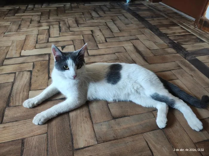 Gato raça SRD-ViraLata idade 1 ano nome não foi dado nome 