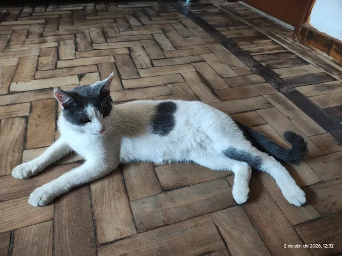 Gato raça SRD-ViraLata idade 1 ano nome não foi dado nome 