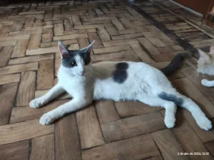 Gato raça SRD-ViraLata idade 1 ano nome não foi dado nome 