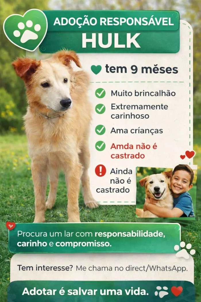 Cachorro raça SRD-ViraLata idade 7 a 11 meses nome Hulk