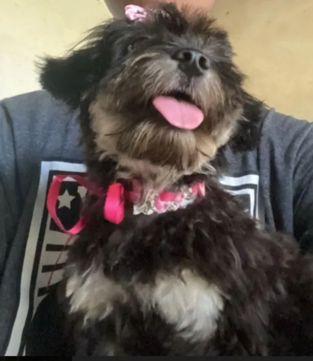 Cachorro raça Poodle idade 2 anos nome Kiara