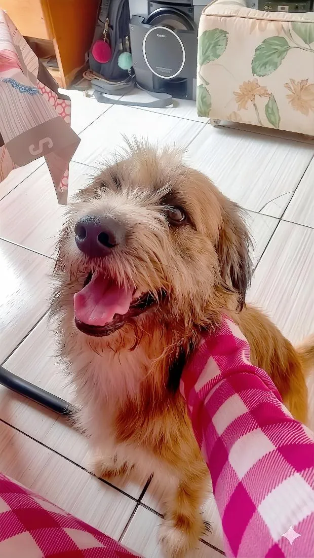 Cachorro raça SRD-ViraLata idade 2 anos nome Astolfo