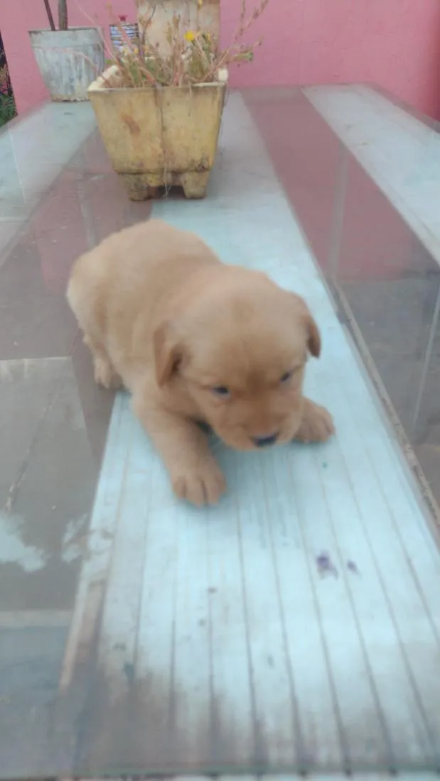 Cachorro raça SRD-ViraLata idade Abaixo de 2 meses nome doação 