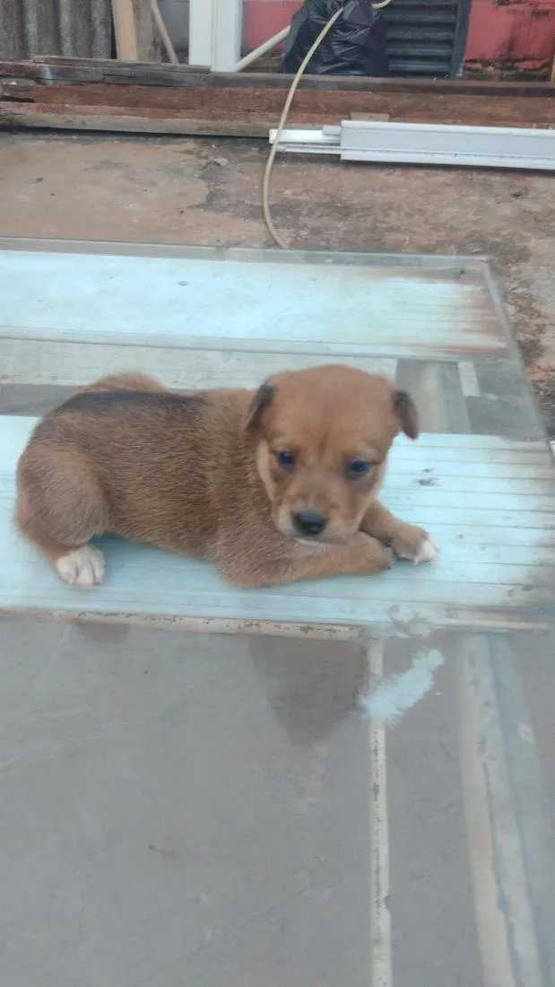 Cachorro raça SRD-ViraLata idade Abaixo de 2 meses nome doação 