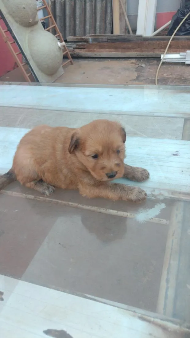 Cachorro raça SRD-ViraLata idade Abaixo de 2 meses nome doação 