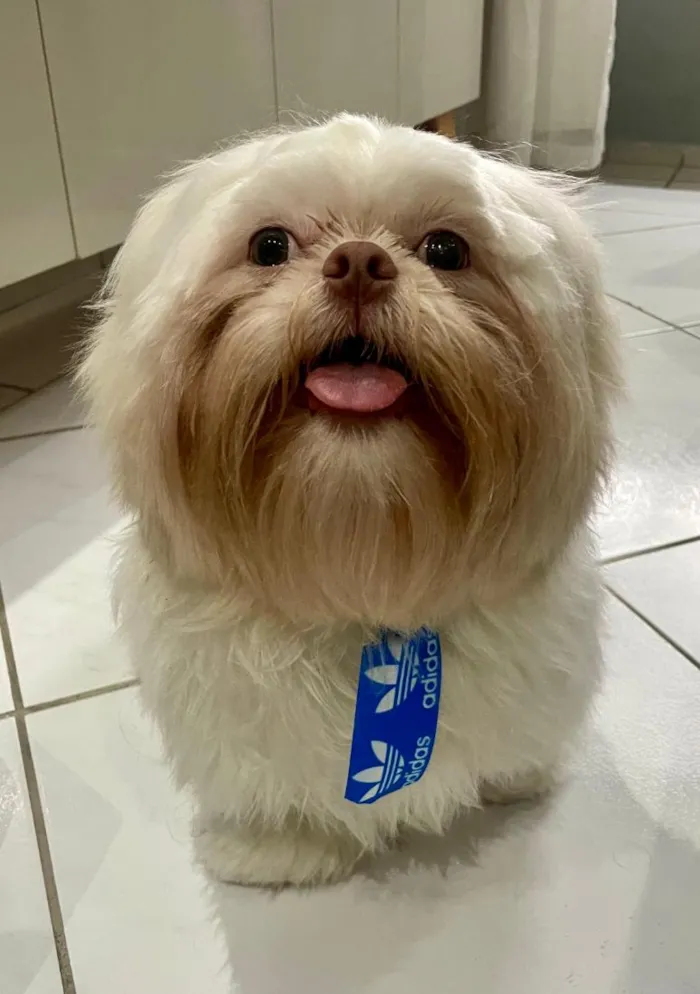 Cachorro raça Shitzu idade 7 a 11 meses nome EEVEE