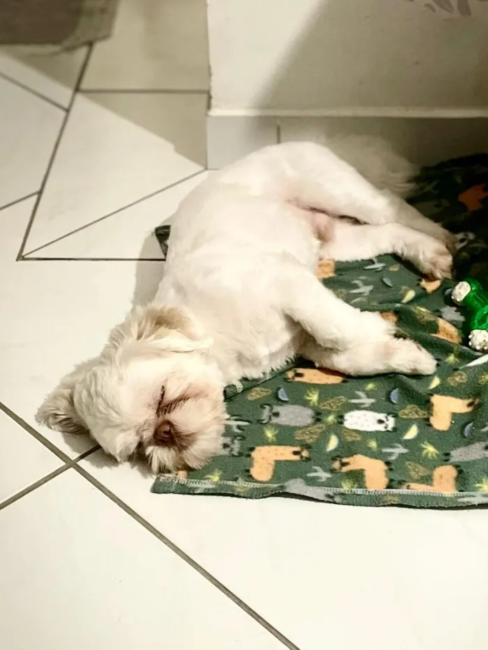 Cachorro raça Shitzu idade 7 a 11 meses nome EEVEE