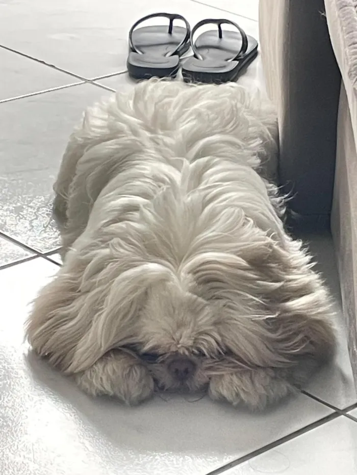 Cachorro raça Shitzu idade 7 a 11 meses nome EEVEE