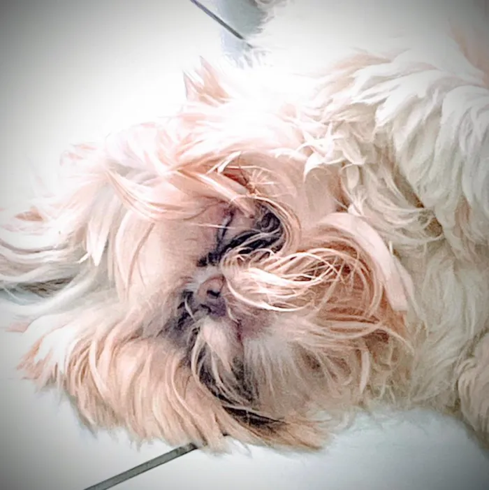 Cachorro raça Shitzu idade 7 a 11 meses nome EEVEE