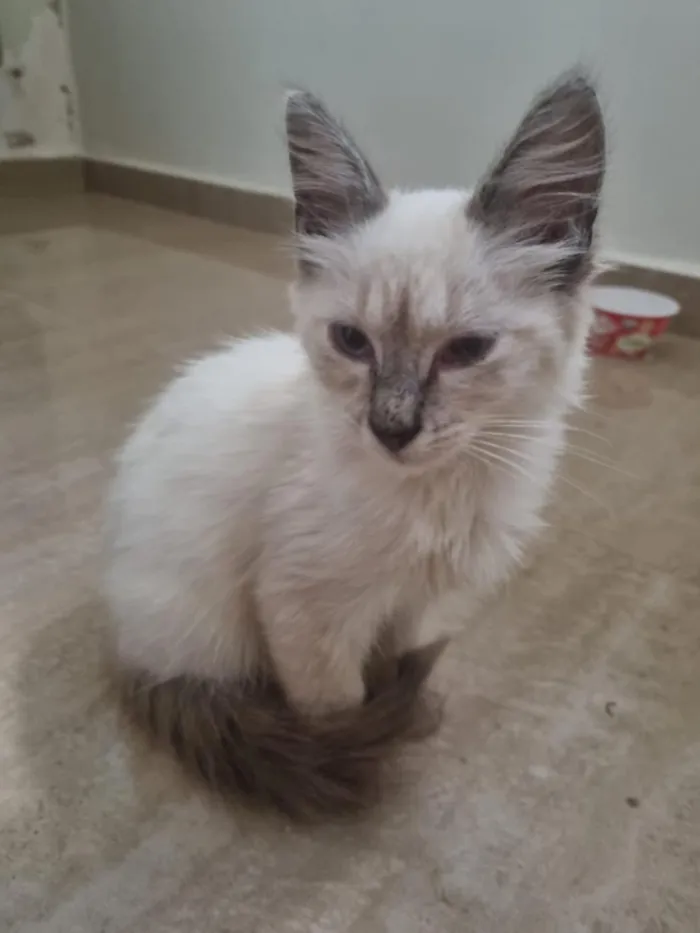 Gato raça SRD-ViraLata idade 2 a 6 meses nome Adam