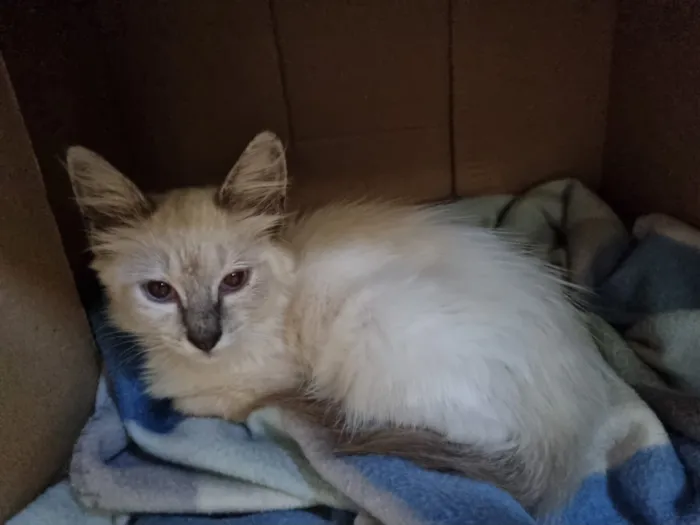 Gato raça SRD-ViraLata idade 2 a 6 meses nome Adam