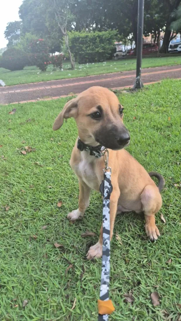 Cachorro raça SRD-ViraLata idade 2 a 6 meses nome Pluto