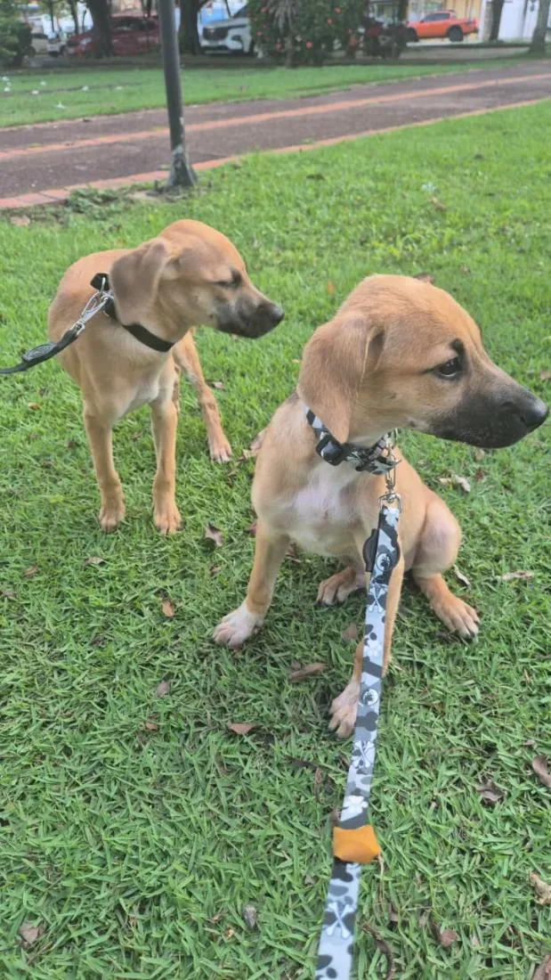 Cachorro raça SRD-ViraLata idade 2 a 6 meses nome Pluto
